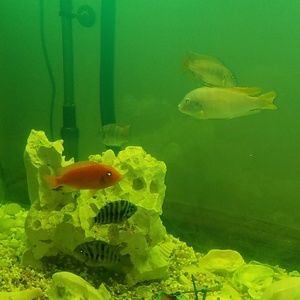 Just a Pic of My Fish